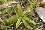 Southern butterwort